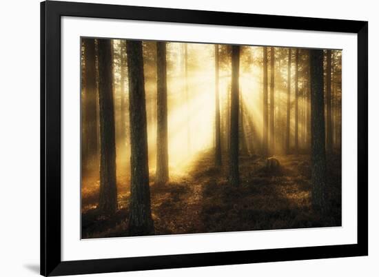Misty Morning II-Andreas Stridsberg-Framed Giclee Print
