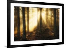 Misty Morning II-Andreas Stridsberg-Framed Giclee Print