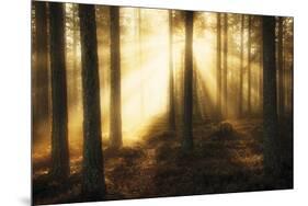 Misty Morning II-Andreas Stridsberg-Mounted Giclee Print