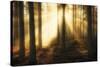 Misty Morning II-Andreas Stridsberg-Stretched Canvas