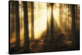 Misty Morning II-Andreas Stridsberg-Stretched Canvas