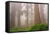 Misty Morning Redwoods at Lady Bird Johnson Grove-Vincent James-Framed Stretched Canvas