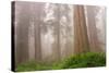 Misty Morning Redwoods at Lady Bird Johnson Grove-Vincent James-Stretched Canvas