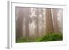 Misty Morning Redwoods at Lady Bird Johnson Grove-Vincent James-Framed Photographic Print