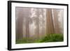 Misty Morning Redwoods at Lady Bird Johnson Grove-Vincent James-Framed Photographic Print