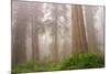 Misty Morning Redwoods at Lady Bird Johnson Grove-Vincent James-Mounted Photographic Print