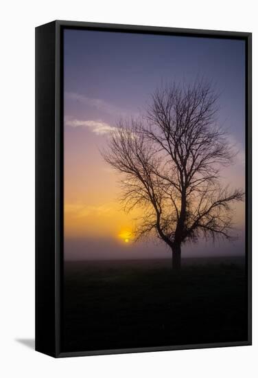 Misty Morning Sun and Tree Design II-null-Framed Stretched Canvas