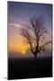 Misty Morning Sun and Tree Design II-null-Mounted Photographic Print