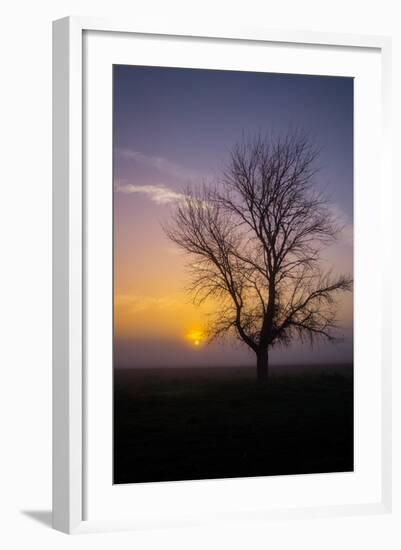 Misty Morning Sun and Tree Design II-null-Framed Photographic Print