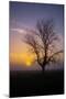 Misty Morning Sun and Tree Design II-null-Mounted Photographic Print