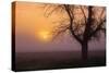 Misty Morning Sun and Tree Design III-null-Stretched Canvas