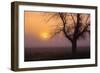 Misty Morning Sun and Tree Design III-null-Framed Photographic Print