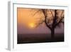 Misty Morning Sun and Tree Design III-null-Framed Photographic Print