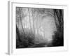 Misty Path in Black and White-Craig Roberts-Framed Photographic Print