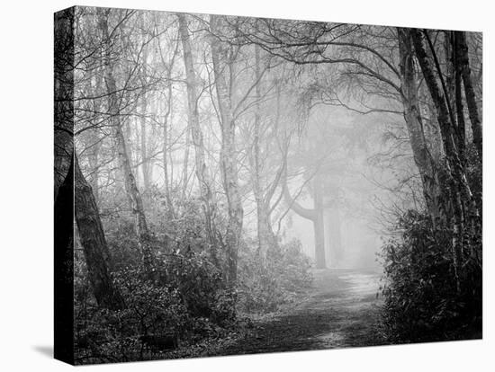 Misty Path in Black and White-Craig Roberts-Stretched Canvas