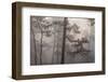 misty pine forest, mexico-claudio contreras-Framed Photographic Print