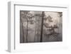 misty pine forest, mexico-claudio contreras-Framed Photographic Print