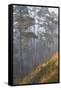 misty pine forest, mexico-claudio contreras-Framed Stretched Canvas