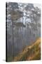 misty pine forest, mexico-claudio contreras-Stretched Canvas