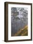 misty pine forest, mexico-claudio contreras-Framed Photographic Print