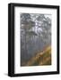 misty pine forest, mexico-claudio contreras-Framed Photographic Print