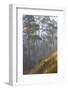 misty pine forest, mexico-claudio contreras-Framed Photographic Print