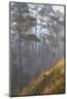 misty pine forest, mexico-claudio contreras-Mounted Photographic Print