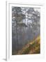 misty pine forest, mexico-claudio contreras-Framed Photographic Print