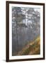 misty pine forest, mexico-claudio contreras-Framed Photographic Print
