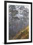 misty pine forest, mexico-claudio contreras-Framed Photographic Print