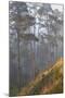 misty pine forest, mexico-claudio contreras-Mounted Photographic Print