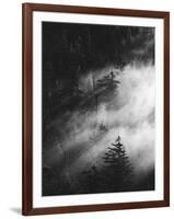 Misty Pine Woods-Design Fabrikken-Framed Photographic Print