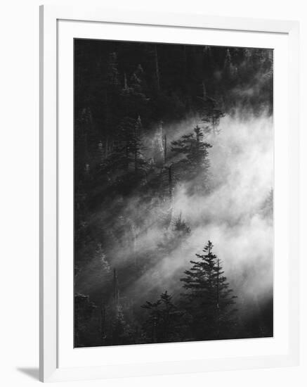 Misty Pine Woods-Design Fabrikken-Framed Photographic Print