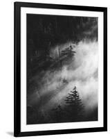 Misty Pine Woods-Design Fabrikken-Framed Photographic Print