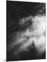 Misty Pine Woods-Design Fabrikken-Mounted Photographic Print