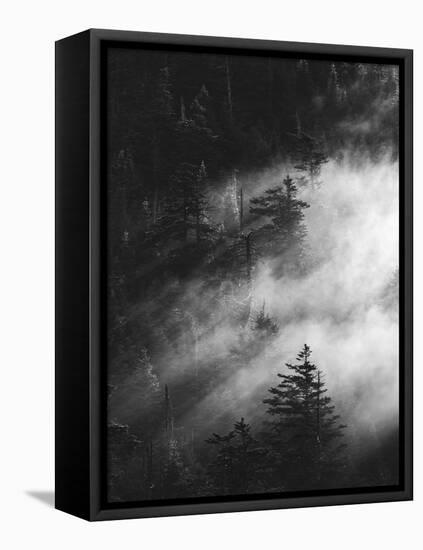 Misty Pine Woods-Design Fabrikken-Framed Stretched Canvas