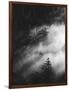 Misty Pine Woods-Design Fabrikken-Framed Photographic Print