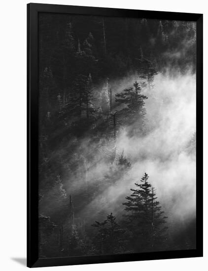 Misty Pine Woods-Design Fabrikken-Framed Photographic Print