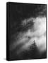 Misty Pine Woods-Design Fabrikken-Framed Stretched Canvas