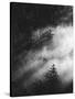 Misty Pine Woods-Design Fabrikken-Stretched Canvas