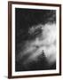 Misty Pine Woods-Design Fabrikken-Framed Photographic Print