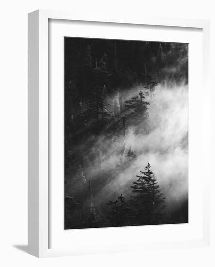 Misty Pine Woods-Design Fabrikken-Framed Photographic Print