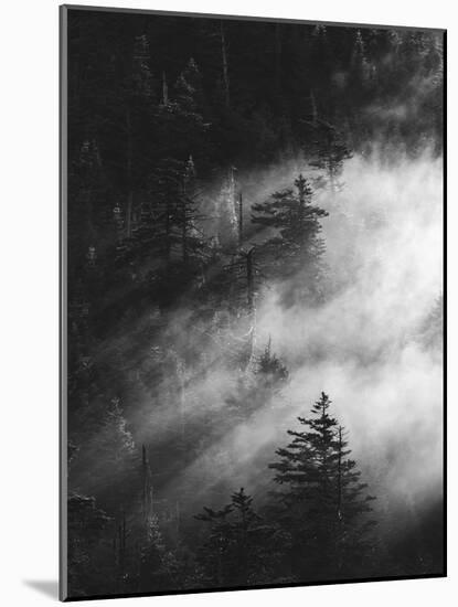 Misty Pine Woods-Design Fabrikken-Mounted Photographic Print