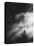 Misty Pine Woods-Design Fabrikken-Stretched Canvas