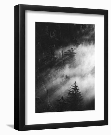 Misty Pine Woods-Design Fabrikken-Framed Photographic Print