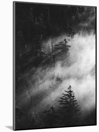 Misty Pine Woods-Design Fabrikken-Mounted Photographic Print