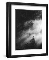 Misty Pine Woods-Design Fabrikken-Framed Premium Photographic Print