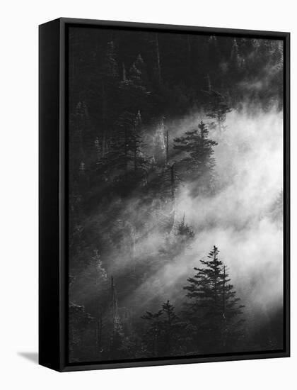 Misty Pine Woods-Design Fabrikken-Framed Stretched Canvas