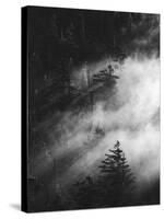 Misty Pine Woods-Design Fabrikken-Stretched Canvas