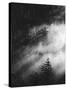 Misty Pine Woods-Design Fabrikken-Stretched Canvas